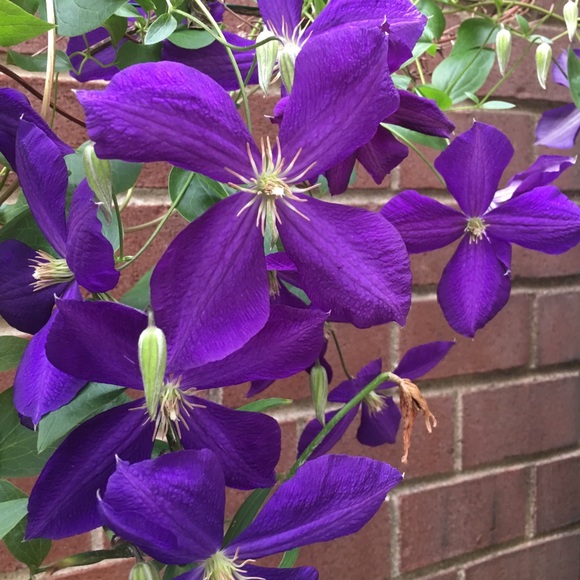 Phoenix 20 Years Old - Picture 6 of 7